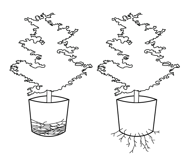 Illustration av två rotsystem.