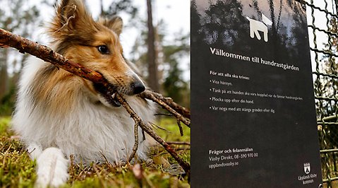 Bilden har två inklippta bilder. En bild med en hund som sitter i gräset med en pinne i munnen. Den andra bilden är på hundrastgårdens grind med en informationsskylt. 